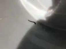 Il verme uscito dal rubinetto in un'abitazione a Erto e Casso