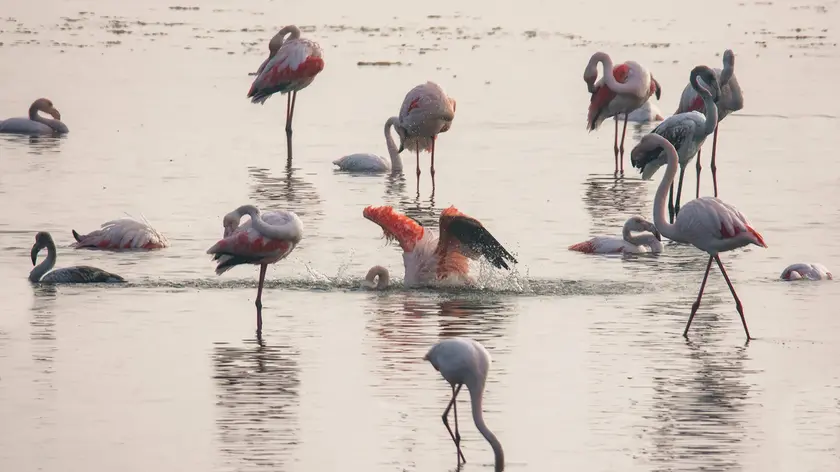 I fenicotteri arrivati in gran numero in Val Cavanata