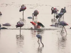 I fenicotteri arrivati in gran numero in Val Cavanata