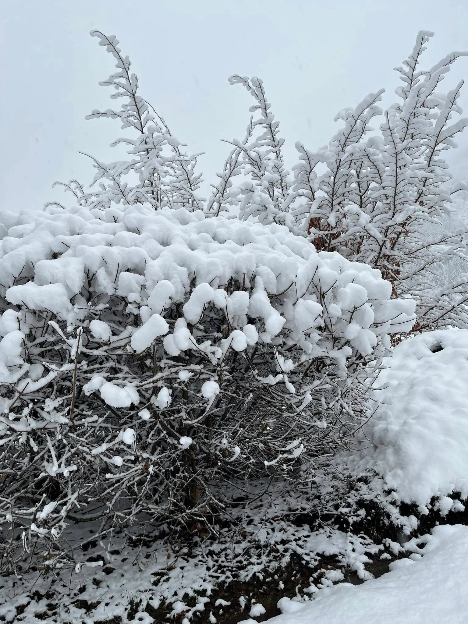 Ecco Forni di Sopra completamente innevata dopo le ultime precipitazioni, con accumuli consistenti nel centro abitato. La neve ha ricoperto tetti e strade, rallentando la viabilità ma senza creare criticità rilevanti