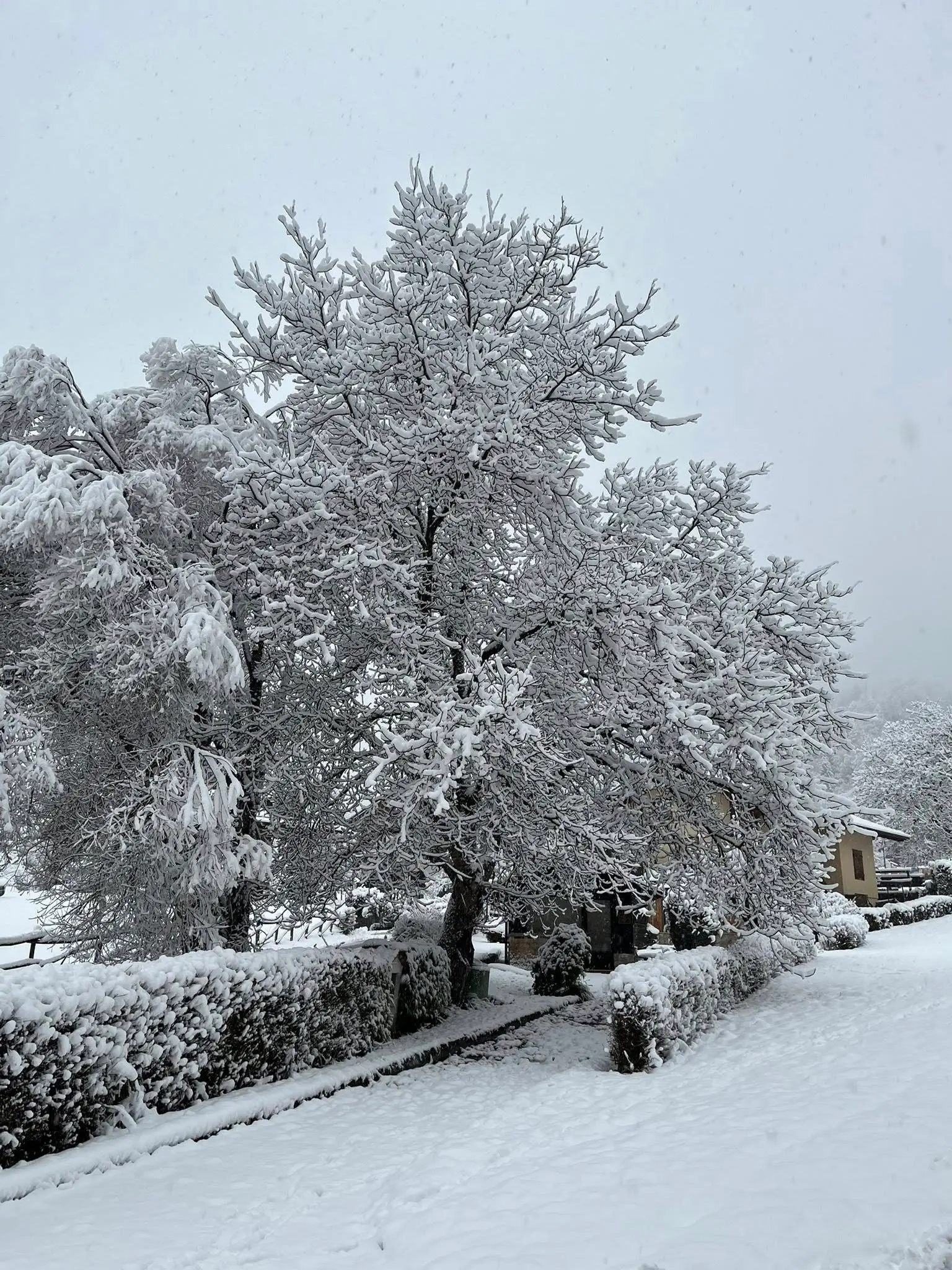 Ecco Forni di Sopra completamente innevata dopo le ultime precipitazioni, con accumuli consistenti nel centro abitato. La neve ha ricoperto tetti e strade, rallentando la viabilità ma senza creare criticità rilevanti