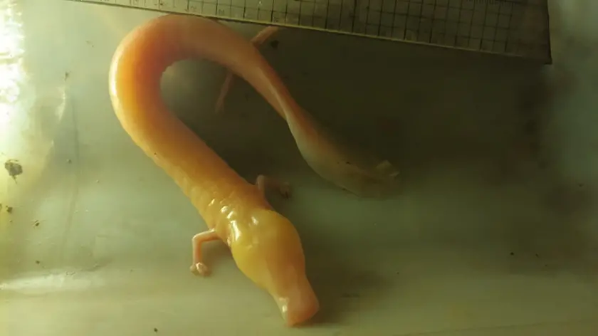 Il piccolo drago: le immagini del ritrovamento da parte della Società adriatica di speleologia