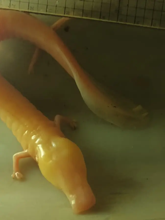 Il piccolo drago: le immagini del ritrovamento da parte della Società adriatica di speleologia