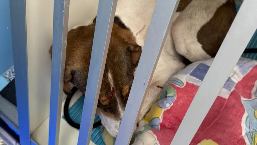 Nera, la cagnetta che è rimasta a vegliare la compagna morta