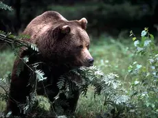 Nell’immagine d’archivio un orso nei boschi dell’entroterra dalmata