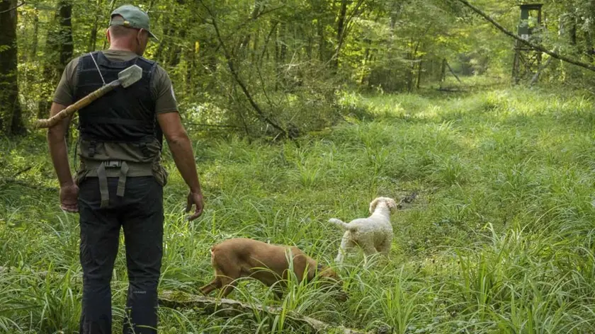 Un cercatore di tartufi con i suoi cani in un bosco dell’Istria