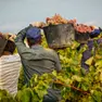 Lavoratori agricoli migranti impegnati nella vendemmia