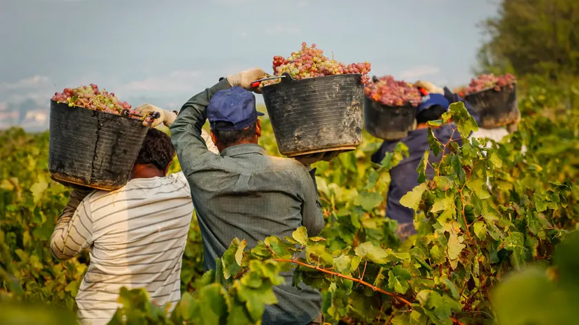 Lavoratori agricoli migranti impegnati nella vendemmia