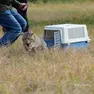 Il momento della liberazione del gatto selvatico (Foto di Mattia Malerba)
