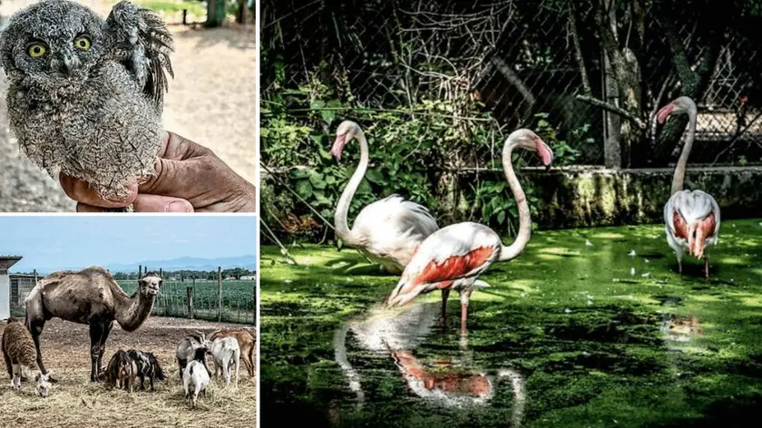 Alcuni degli esemplari delle più varie specie “transitati” nel Centro di Terranova, gestito da Baradel con un piccolo “esercito” di una quindicina di volontari appassionati, nel fotoservizio di Michela Porta