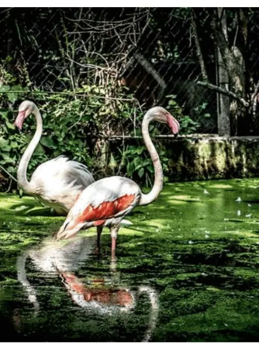 Alcuni degli esemplari delle più varie specie “transitati” nel Centro di Terranova, gestito da Baradel con un piccolo “esercito” di una quindicina di volontari appassionati, nel fotoservizio di Michela Porta