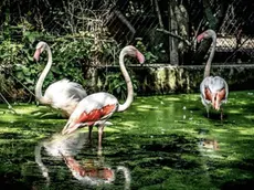 Alcuni degli esemplari delle più varie specie “transitati” nel Centro di Terranova, gestito da Baradel con un piccolo “esercito” di una quindicina di volontari appassionati, nel fotoservizio di Michela Porta