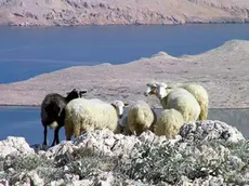 Alcuni esemplari di pecora istriana