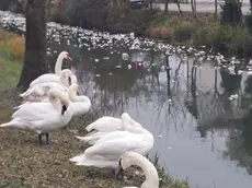 I cigni accanto al canale in cui sono caduti i rifiuti