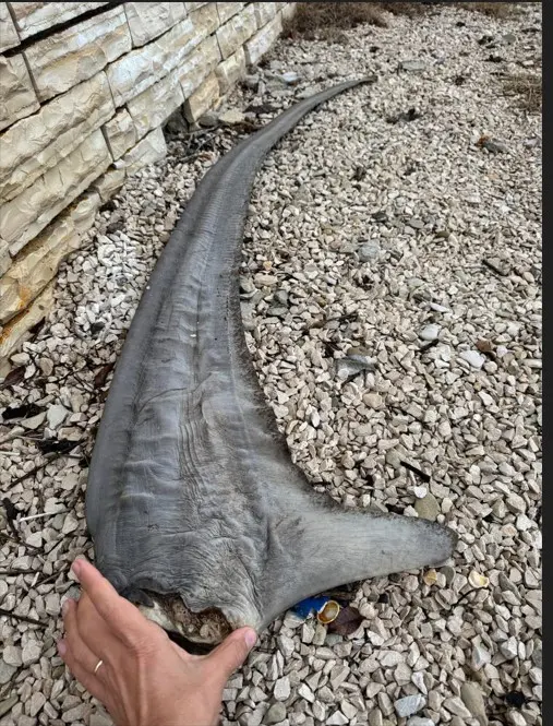 Una delle due pinne mozzate dello squalo volpe rinvenute a Pago