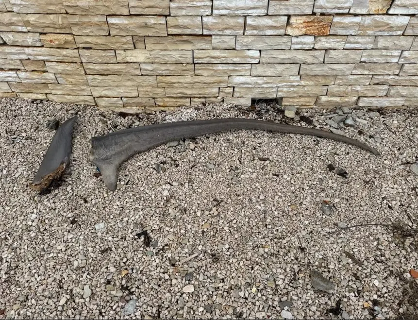 Le pinne mozzate dello squalo volpe rinvenute a Pago