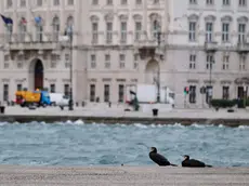 Le raffiche di bora a Trieste, foto Silvano