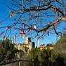 L’“albero del karma” sul sentiero Rilke con i fiocchi sui rami e il castello di Duino sullo sfondo
