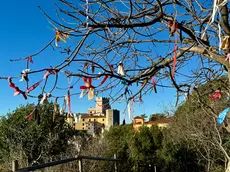 L’“albero del karma” sul sentiero Rilke con i fiocchi sui rami e il castello di Duino sullo sfondo