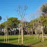 Le nuove piante al Parco delle Rose