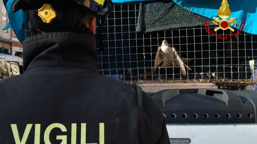 Il rapace recuperato dai vigili del fuoco