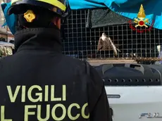 Il rapace recuperato dai vigili del fuoco