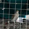 Nella foto di Katia Bonaventura in alto la gabbia con lo sparviere e uno dei piccioni