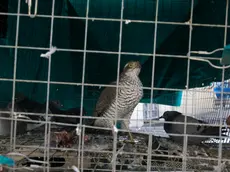 Nella foto di Katia Bonaventura in alto la gabbia con lo sparviere e uno dei piccioni