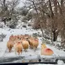 Un gregge di pecore sull’isola di Cherso innevata