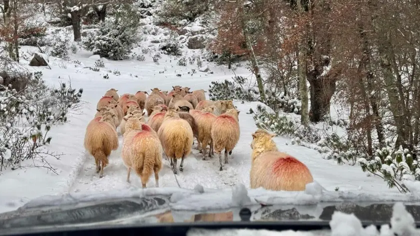 Un gregge di pecore sull’isola di Cherso innevata