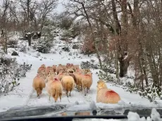 Un gregge di pecore sull’isola di Cherso innevata