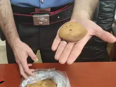 Bimbo di due anni all'ospedale dopo aver mangiato un biscotto alla marijuana