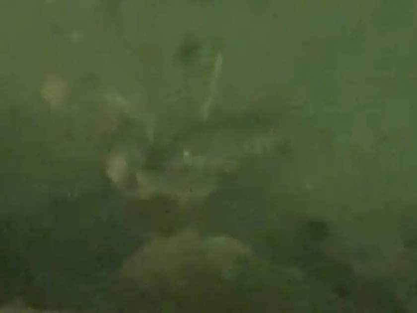 L’astice ripreso nelle acque del Canale di Ponterosso