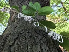 Un albero infestato dalla cocciniglia asiatica cotonosa