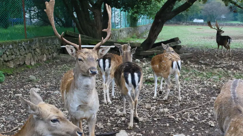 Il parco di Elio Strolego con i suoi animali Foto Lasorte