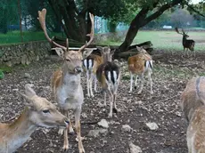 Il parco di Elio Strolego con i suoi animali Foto Lasorte