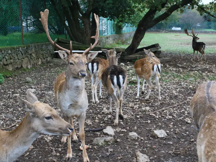 Il parco di Elio Strolego con i suoi animali Foto Lasorte