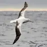 Un albatros in volo sul mare
