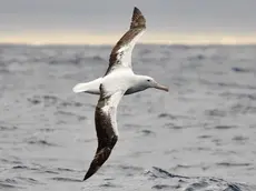 Un albatros in volo sul mare