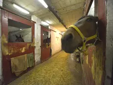 I box dove sono accuditi i cavalli a Montebello (Bruni)