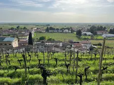 Lo storico vigneto Ronco della Chiesa e il fondatore di Borgo del Tiglio Nicola Manferrari