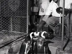 Marco e Gigi (il pinguino a destra) mentre vengono sfamati (foto archivio Foto Omnia di Ugo Borsatti di proprietà della Fondazione CRTrieste)