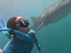 Gaia Peracca in immersione con lo squalo balena