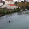 Il parto del delfino nel fiume