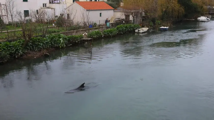 Il parto del delfino nel fiume