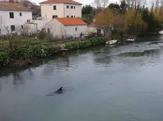 Il momento del parto della delfina Skalina nel fiume Jadro