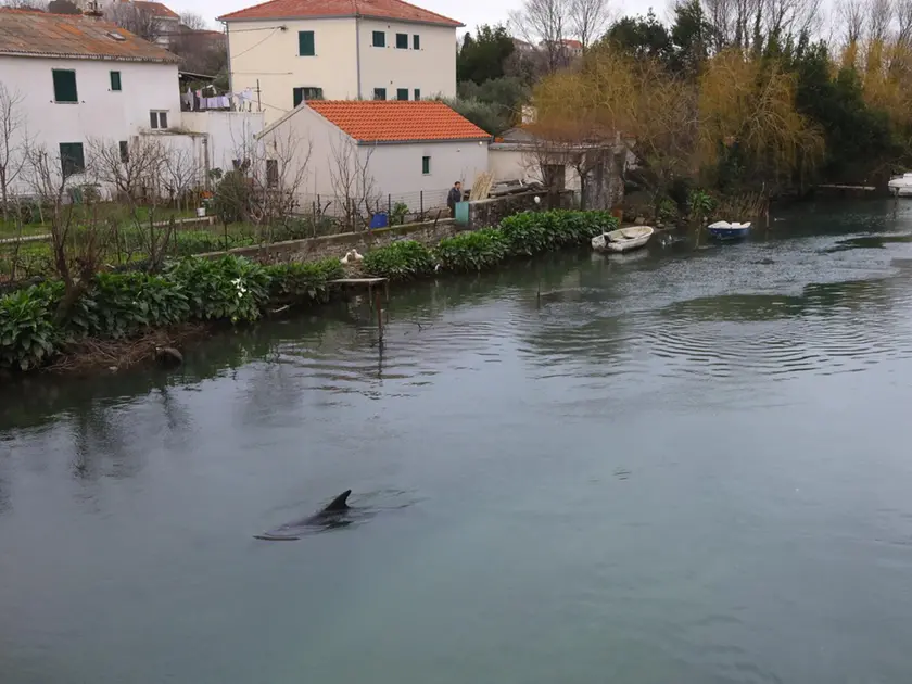 Il momento del parto della delfina Skalina nel fiume Jadro