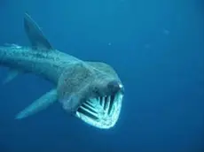 Un esemplare di squalo elefante