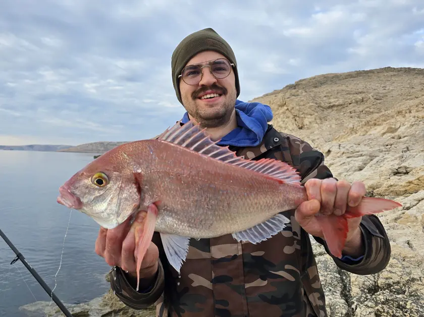 Il maxi "ribon" pescato sull'isola croata