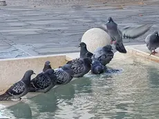Colombi nella fontana di piazza Biagio Marin
